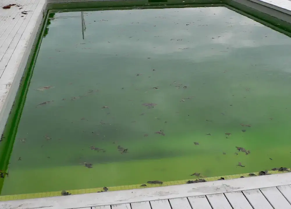 Algae Growth