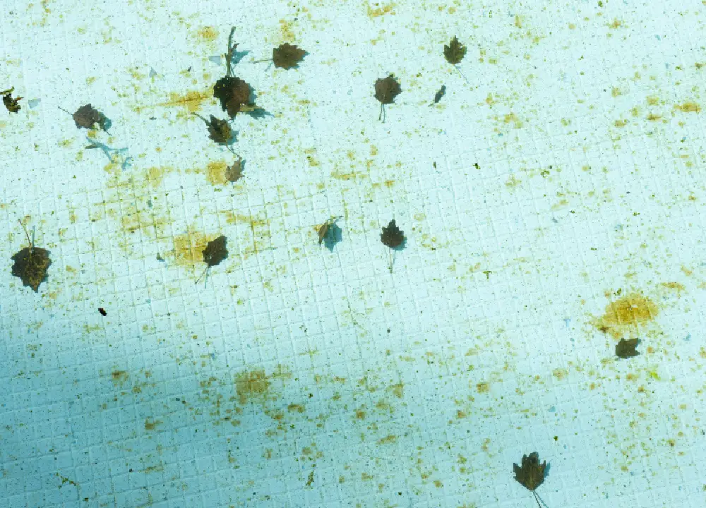dirty pool with algae